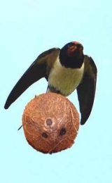 The Migrating Coconut User Avatar