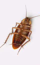 Limpcockroach User Avatar