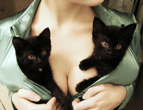 Cute Girls+Boobs+Cats=The Fakuuza...for the most part.